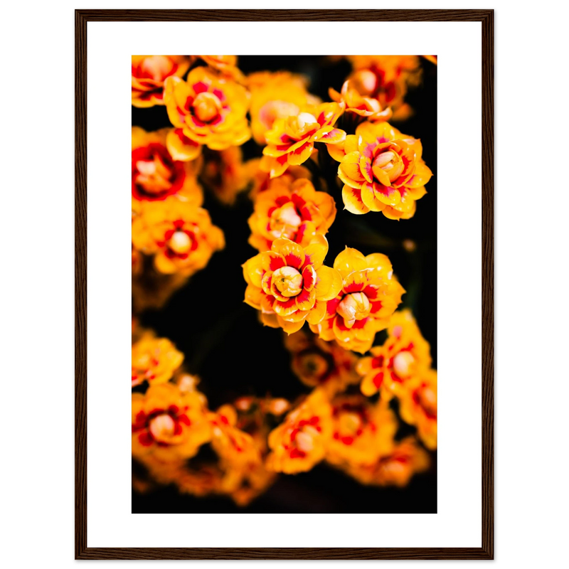 Fiori d'estate
