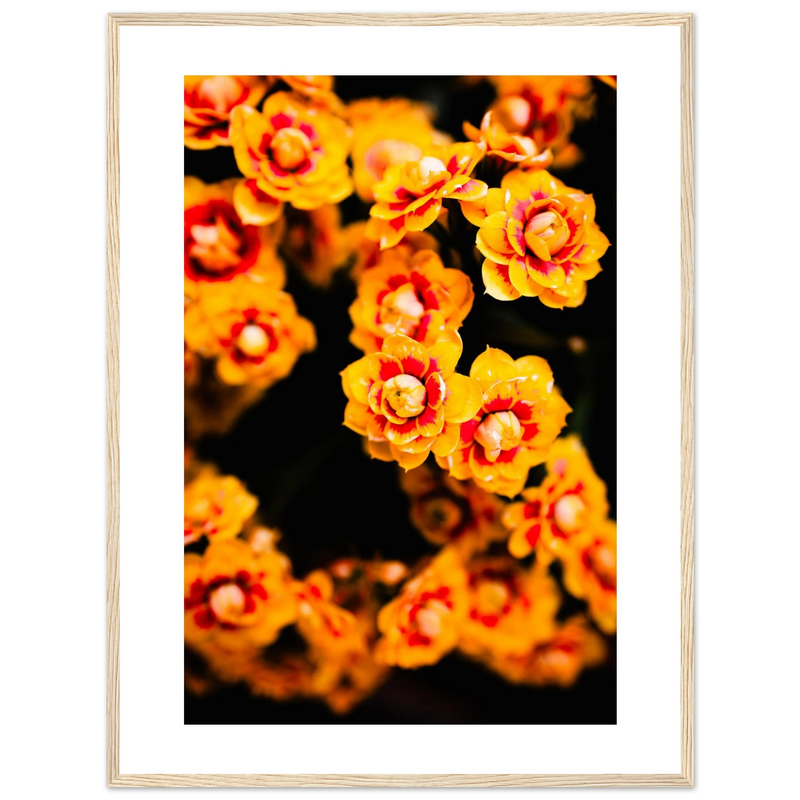 Fiori d'estate