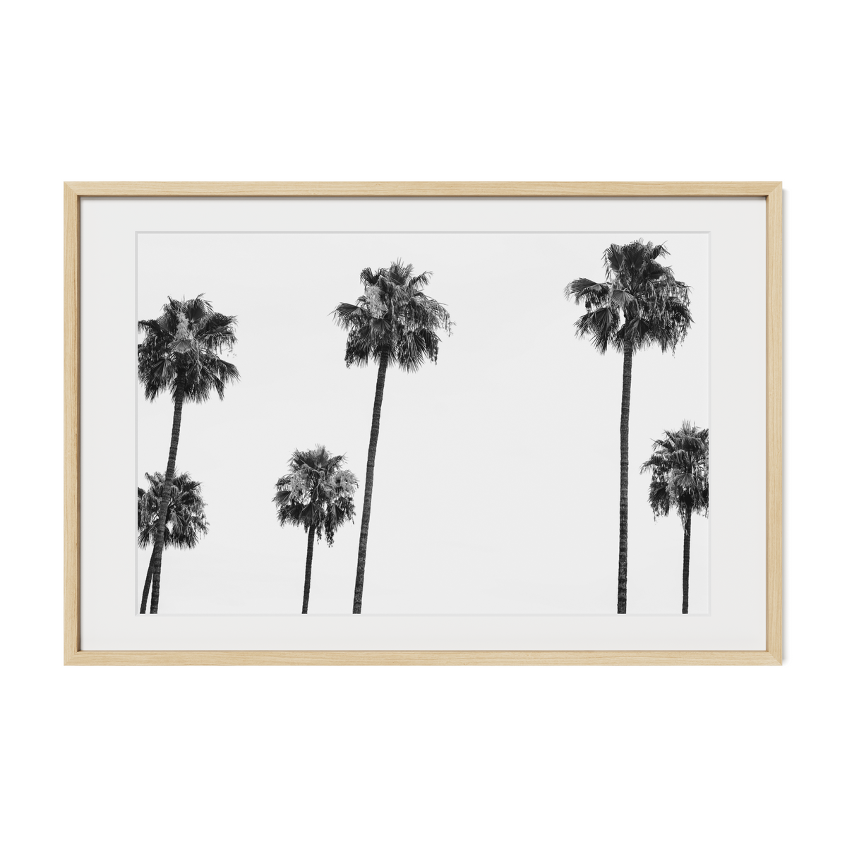 6 Palms