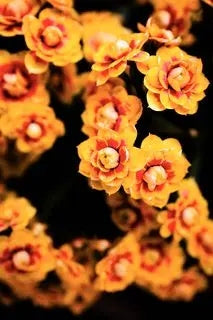 Fiori d'estate