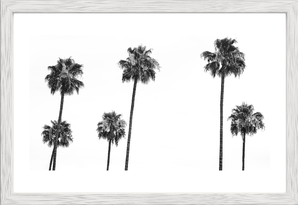 6 Palms