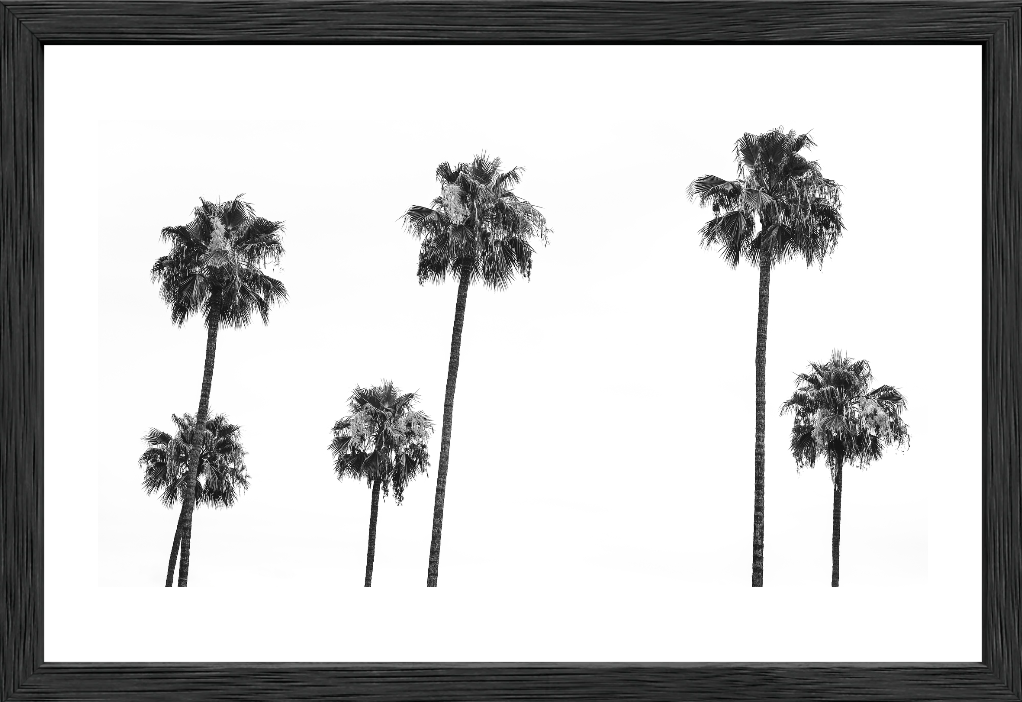 6 Palms