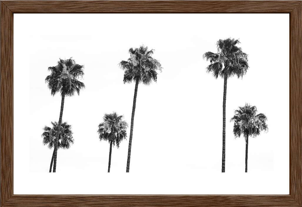 6 Palms