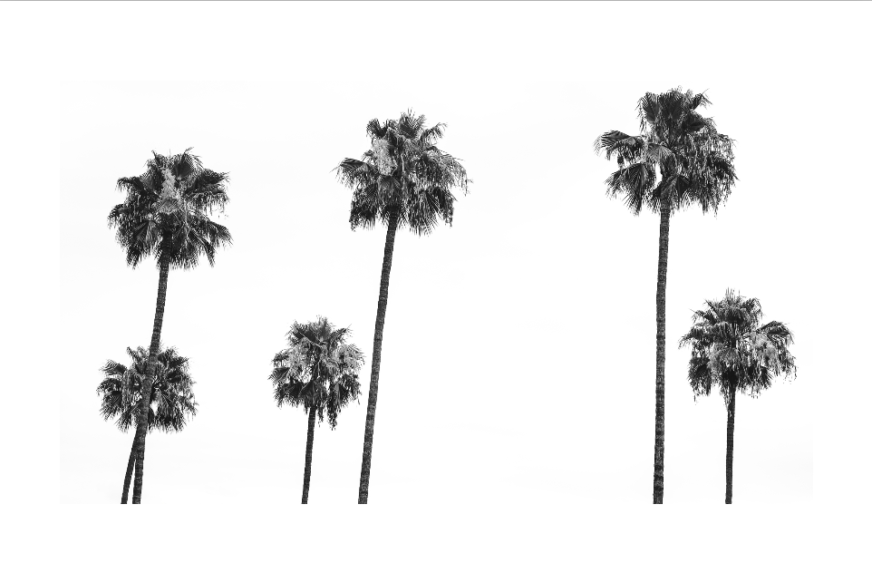 6 Palms